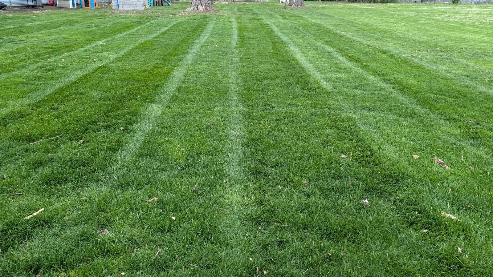 Large back lawn freshly mowed in straight light and dark stripes