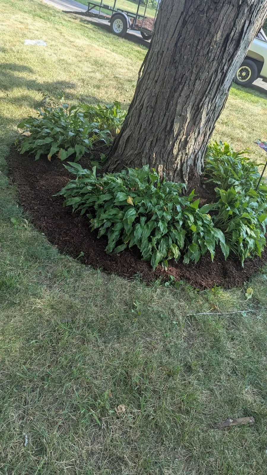 Mulch ring with hostas around a tree